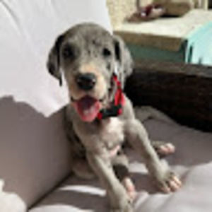 Meet your Posher, Nikki